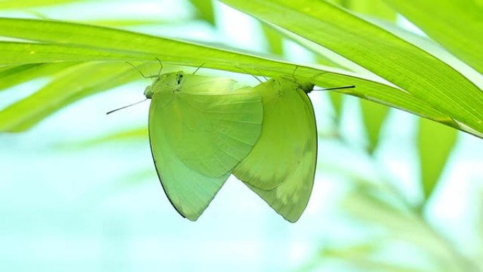 繁殖蝴蝶