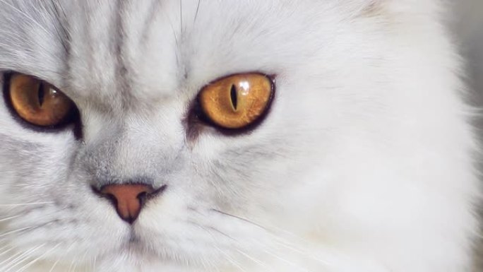 白猫白猫脸部特写