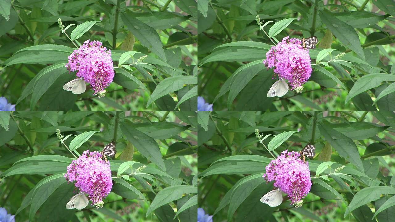 高清：花上的蝴蝶（视频）