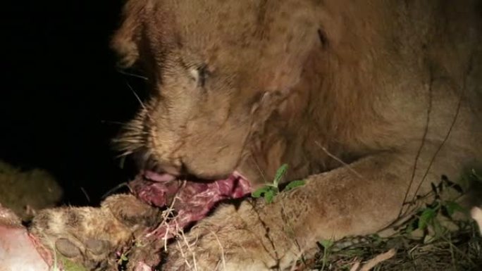 雄狮吃一头战猪吃肉的狮子特写猫科
