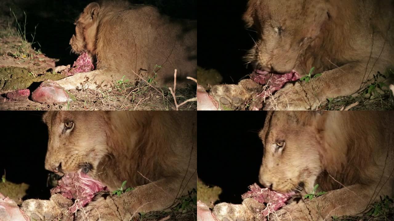 雄狮吃一头战猪吃肉的狮子特写猫科