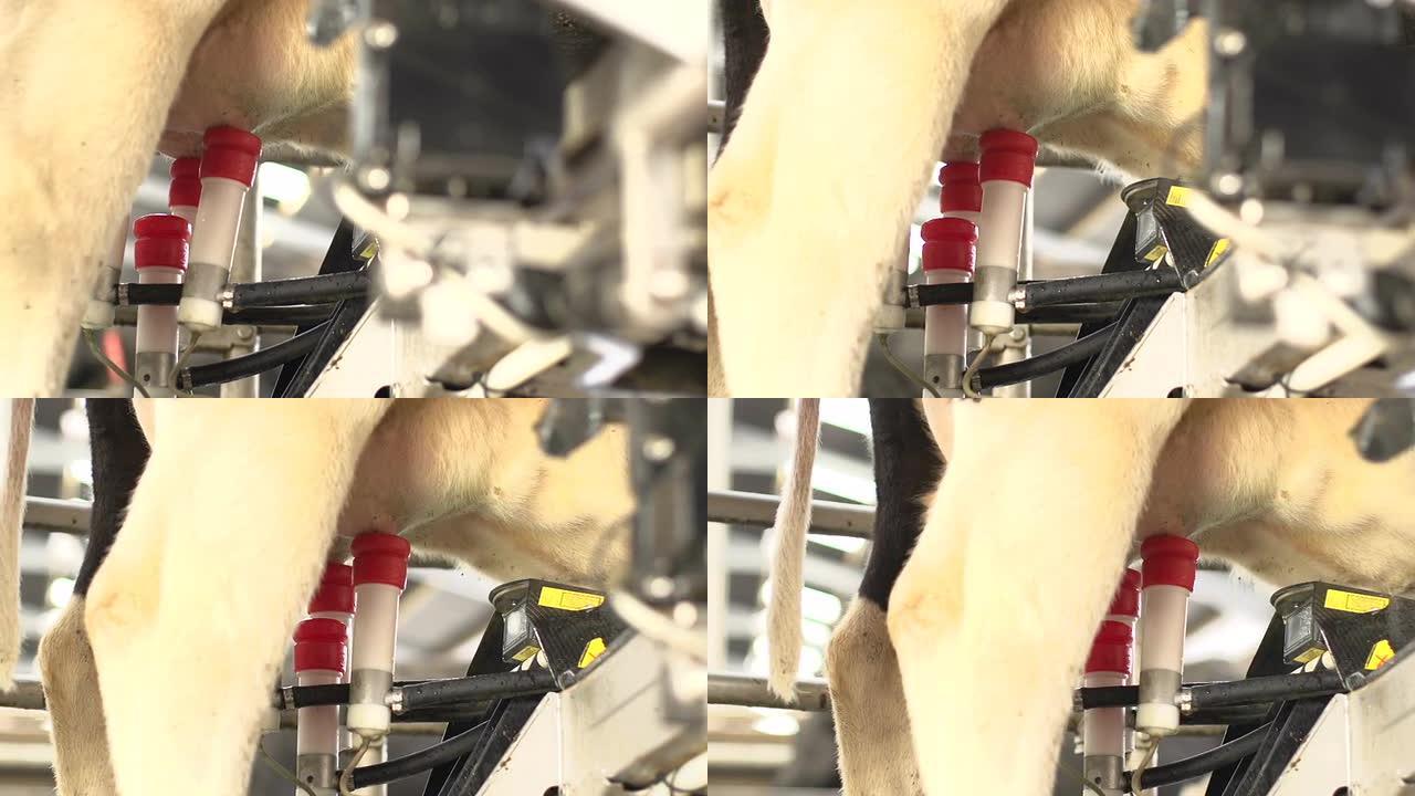 奶牛场上的机器人奶牛挤奶机 -- 多莉运动