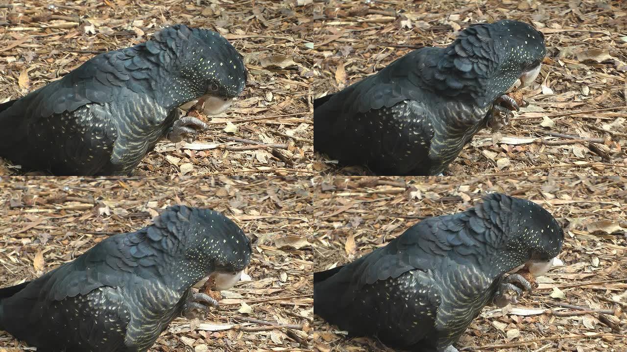 黑凤头鹦鹉短嘴攀禽动物园野生野鸟