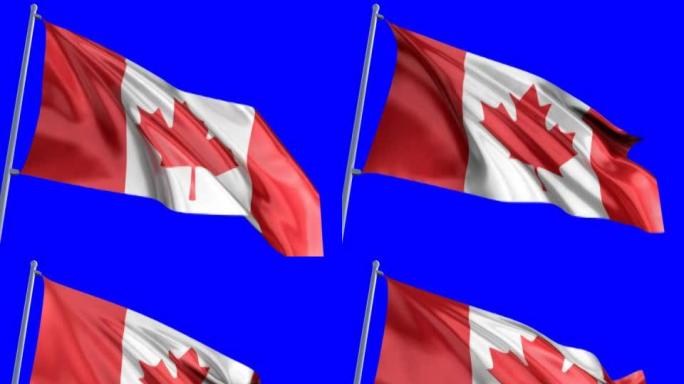 加拿大的国旗枫叶国旗帜飘动旗帜