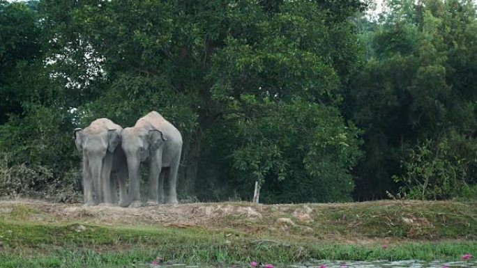 泰国素林的亚洲象原始森林大象洗澡一堆非洲