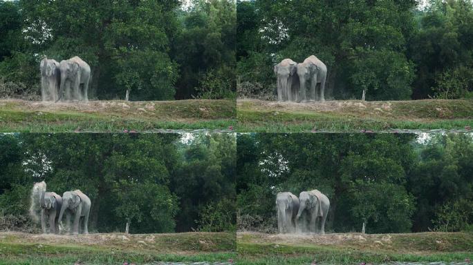 泰国素林的亚洲象原始森林大象洗澡一堆非洲