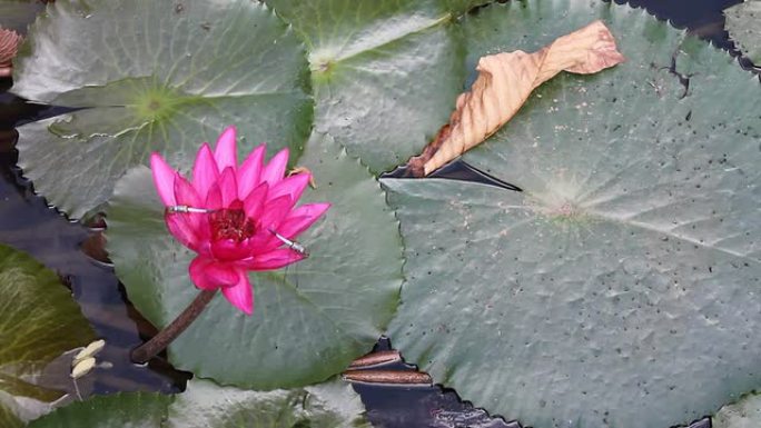 拿着莲花的蜻蜓。红蜻蜓昆虫动物生物