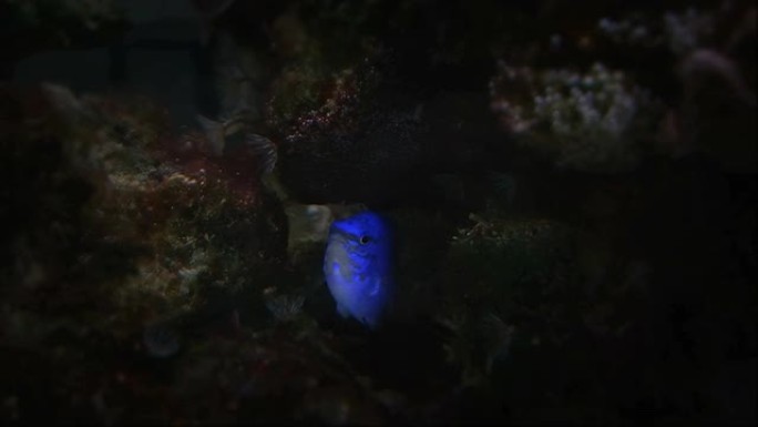 热带斐济蓝魔鬼小热带鱼