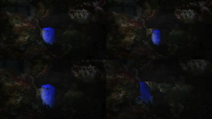 热带斐济蓝魔鬼小热带鱼