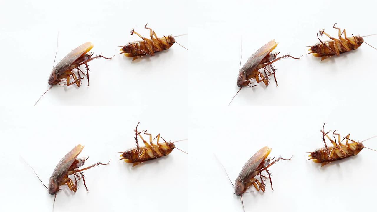 蟑螂被喷洒蟑螂害虫除害三害