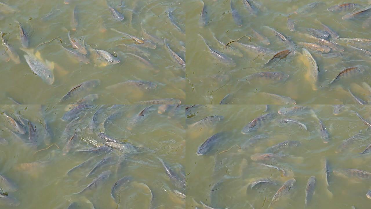 鱼在水中等待食物。