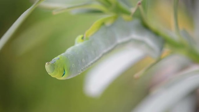 幼虫幼虫毛毛虫