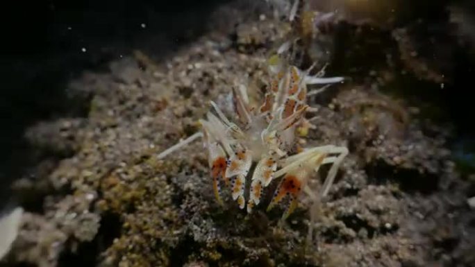 虎虾在印度尼西亚海底移动 (4K)