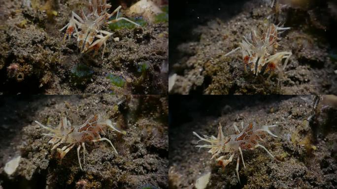 虎虾在印度尼西亚海底移动 (4K)