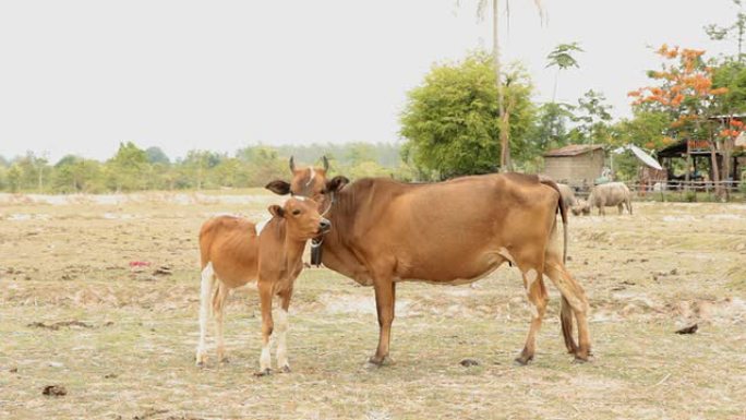 稻田上的母牛和母牛。