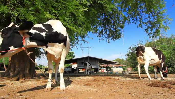 奶牛在农场围栏里吃稻草