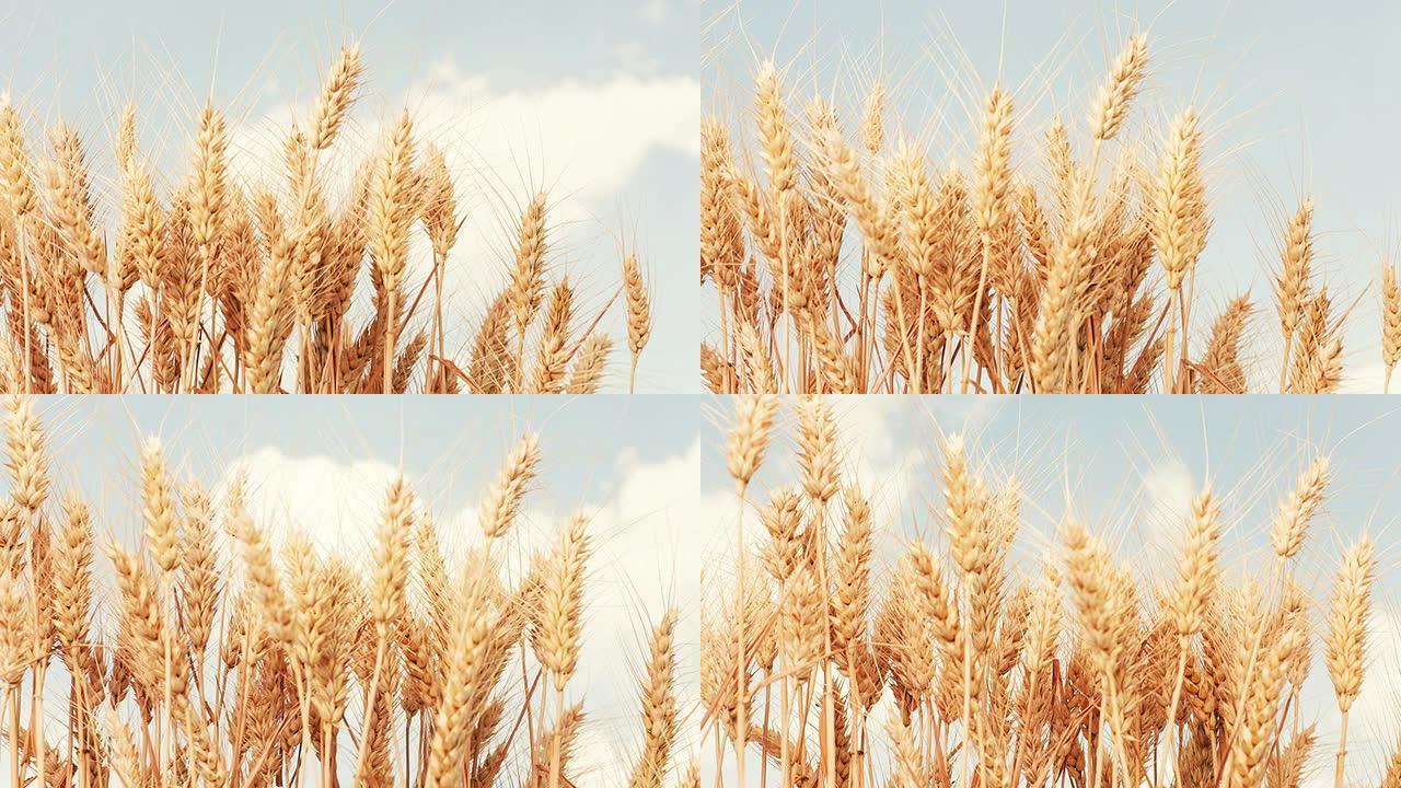 小麦作物对天空和云层的延时拍摄