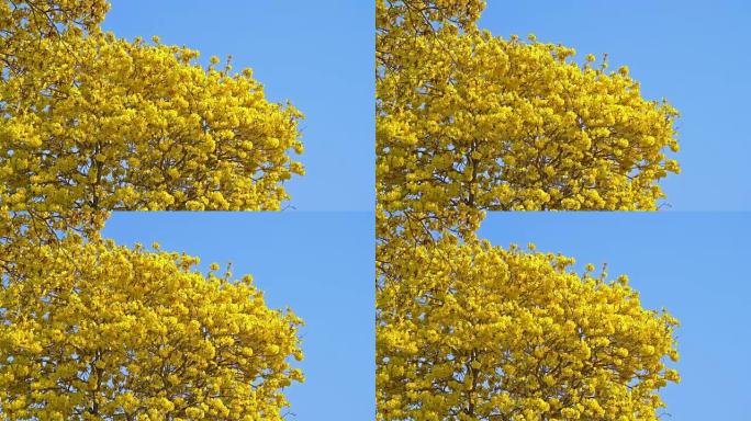 夏天的金树秋天到了枫叶黄叶枯叶叶子黄落叶