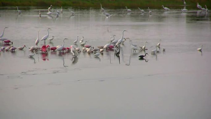 黎明时分在湖中觅食的鸟类