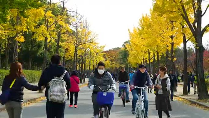 大阪公园里的人们秋天景色落叶散步遛弯