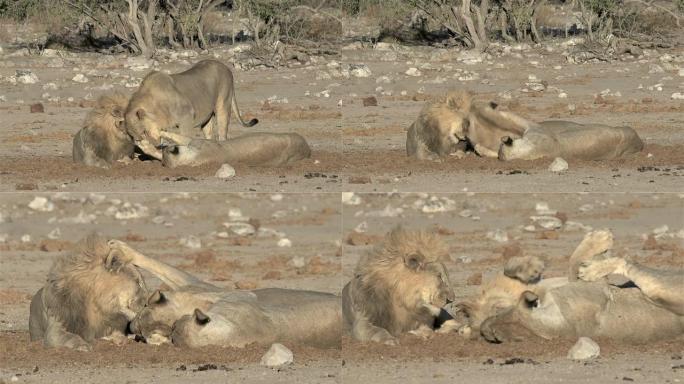 纳米比亚埃托沙国家公园的狮子