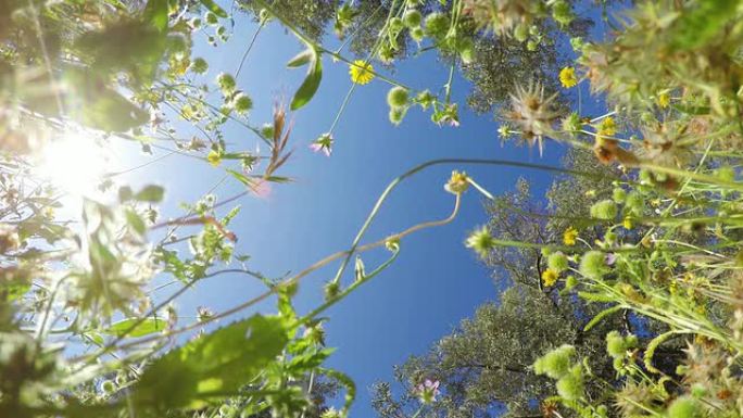 POV：春天的花朵