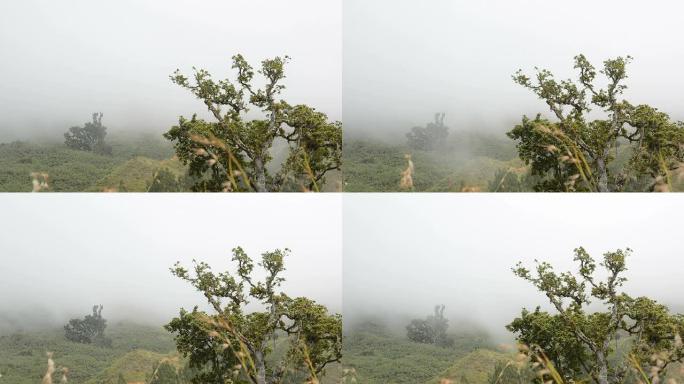 薄雾笼罩着群山清晨早晨晨雾生态环境神秘感