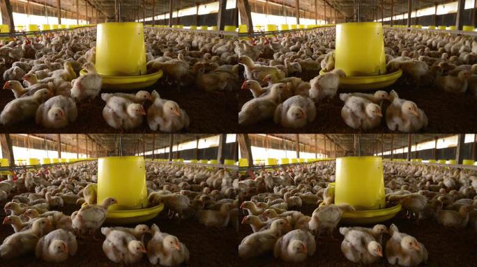养鸡场养殖业饲养规模养殖