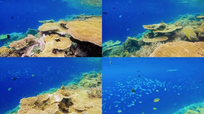 马尔代夫南阿里环礁美丽的表珊瑚