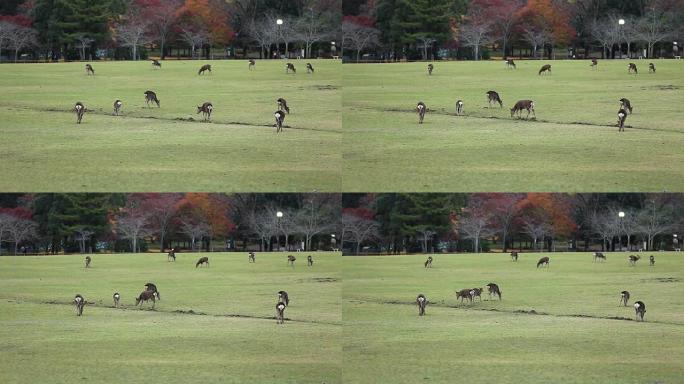 高清视频: 日本奈良秋季的鹿。