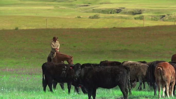 牛仔和牛仔女孩在大草原上放牛