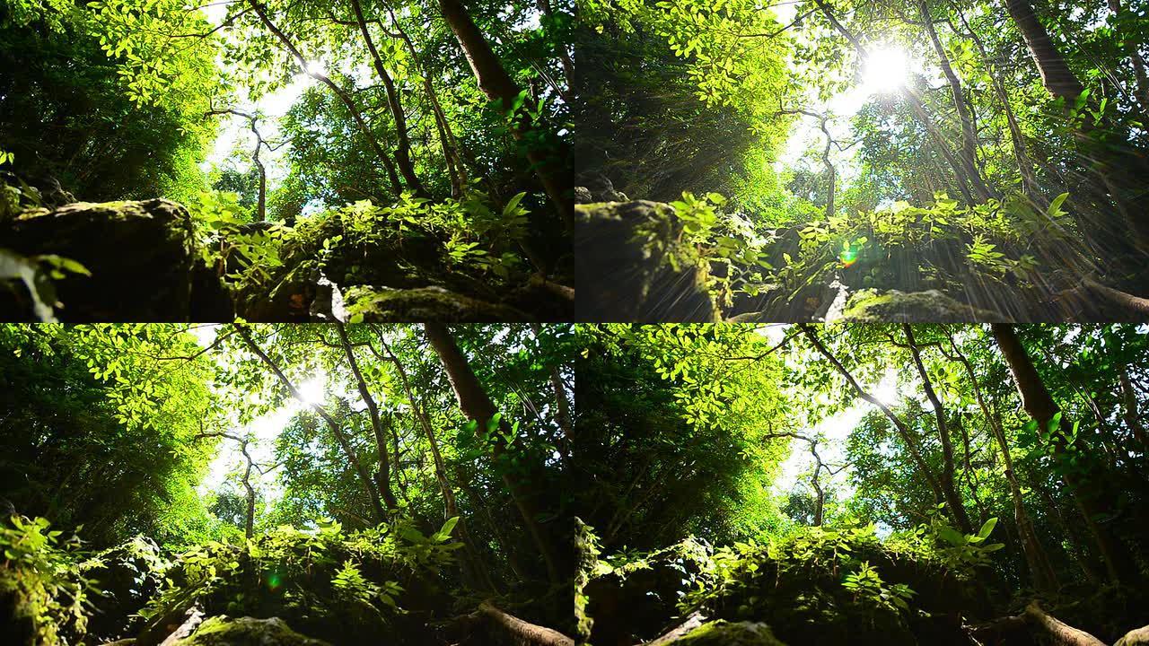 多莉镜头: 雨林中的自然