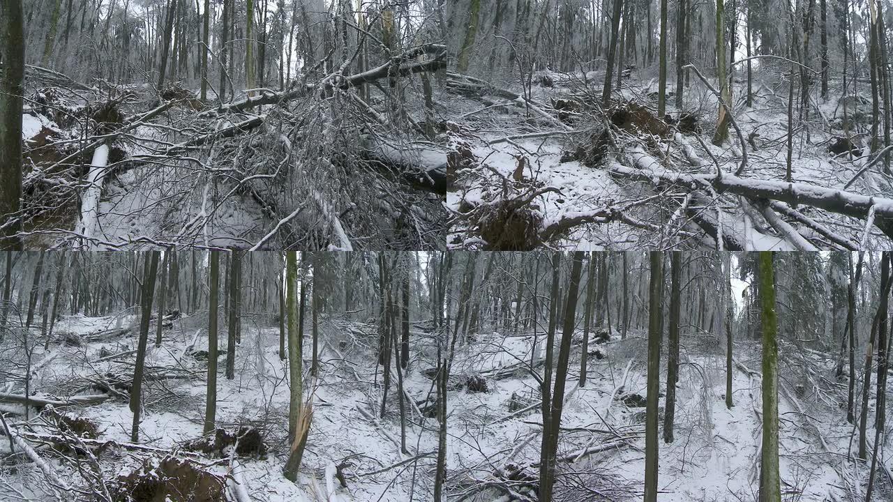 冰暴对森林的破坏冰暴对森林的破坏