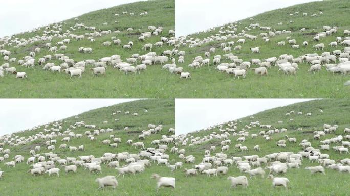 草地上的羊群牧羊优质奶源宣传片