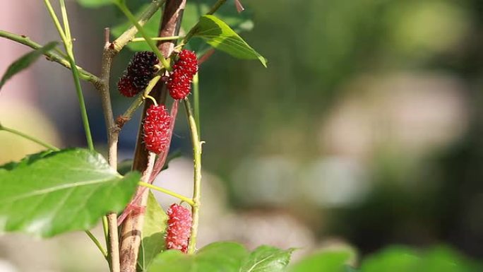 花园里的桑树