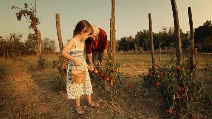 一个小女孩向祖母学习如何采摘西红柿。真人，农村场景，。镜头光斑，不寻常的角度，GoPro。
