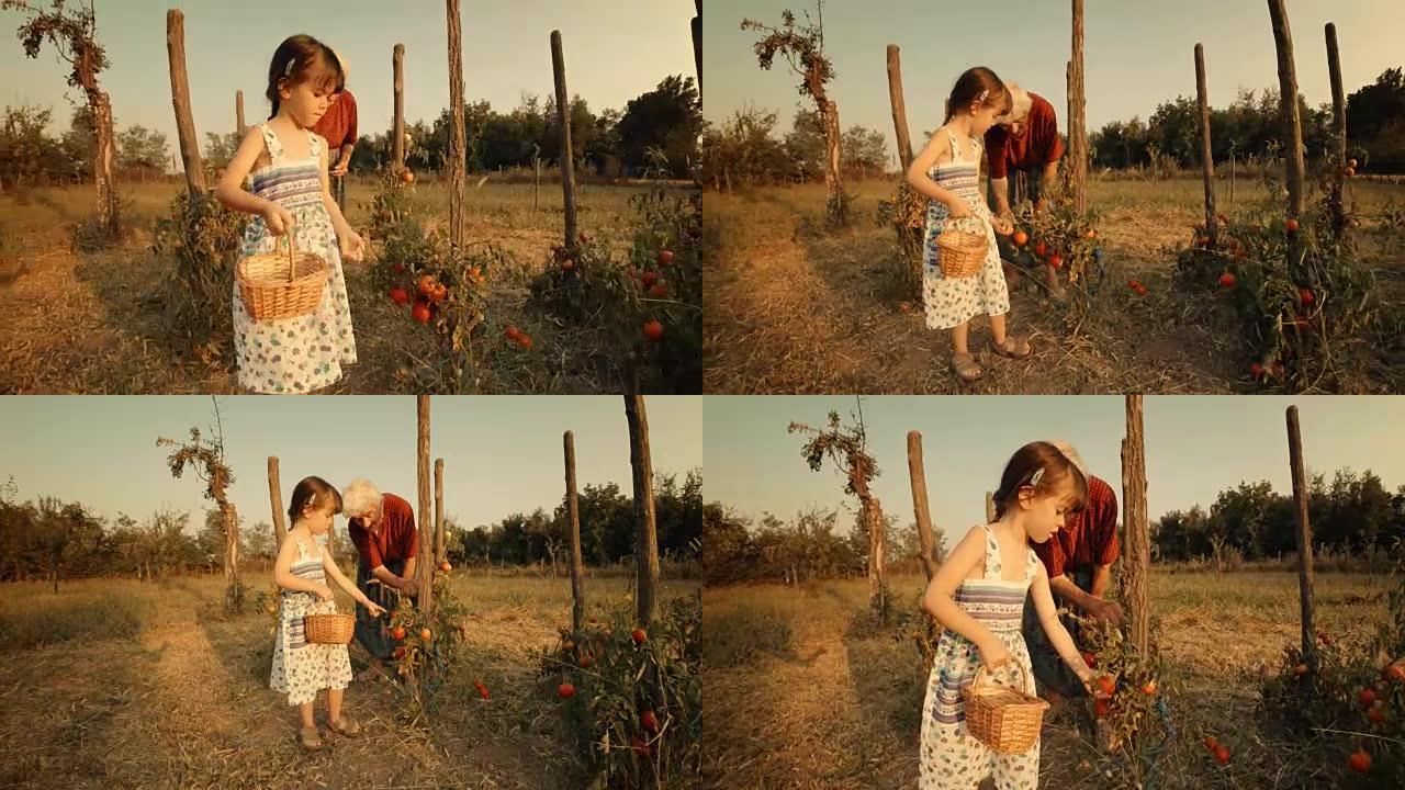 一个小女孩向祖母学习如何采摘西红柿。真人，农村场景，。镜头光斑，不寻常的角度，GoPro。