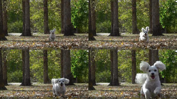 小白小狗在秋天的树叶中慢动作奔跑