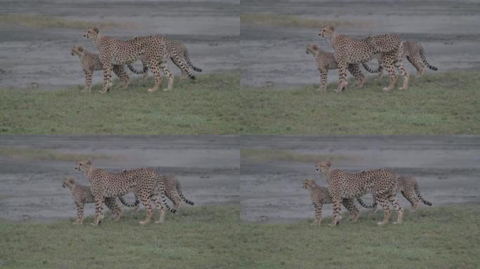 虎视眈眈的猎豹妈妈带着幼崽
