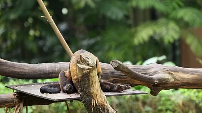 棕色卷尾猴南美洲动物园热带雨林
