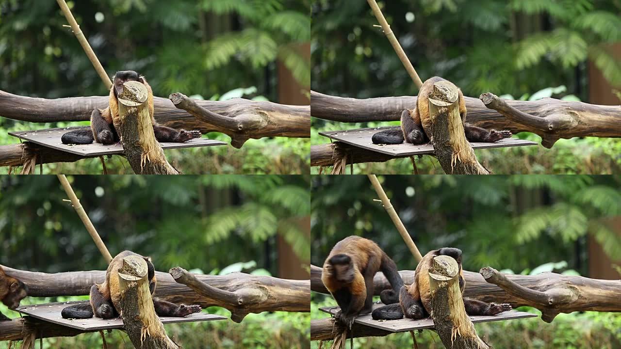 棕色卷尾猴南美洲动物园热带雨林