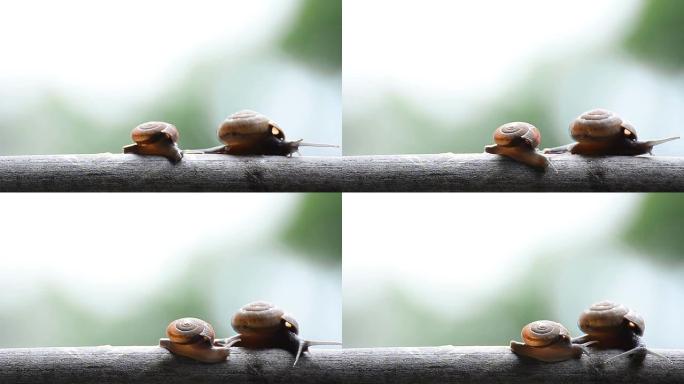 母亲和孩子蜗牛空镜头特写两只蜗牛爬行