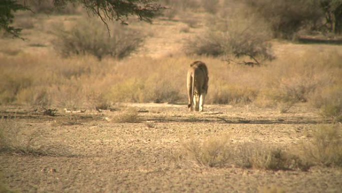 卡拉哈里雄狮步行食肉动物濒危物种