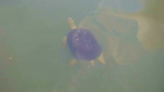 乌龟在湖里游泳乌龟在湖里游泳