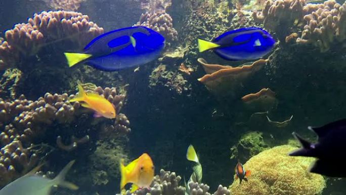 热带鱼类水族馆特写鱼群海下世界