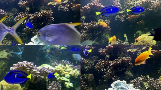 热带鱼类水族馆特写鱼群海下世界
