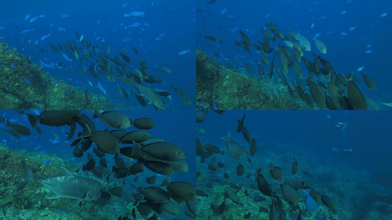在珊瑚礁游泳的眼纹外科鱼学校 (4K)