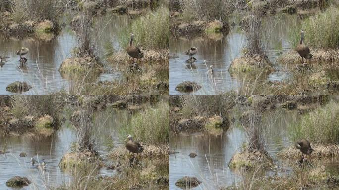 鸭妈妈站在草地和芦苇湿地的水边，看着她的孩子