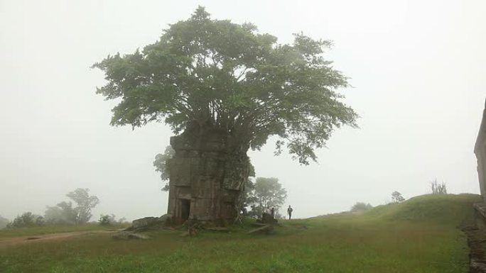 寺庙上的树古树
