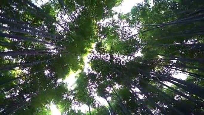 京都岚山的竹林